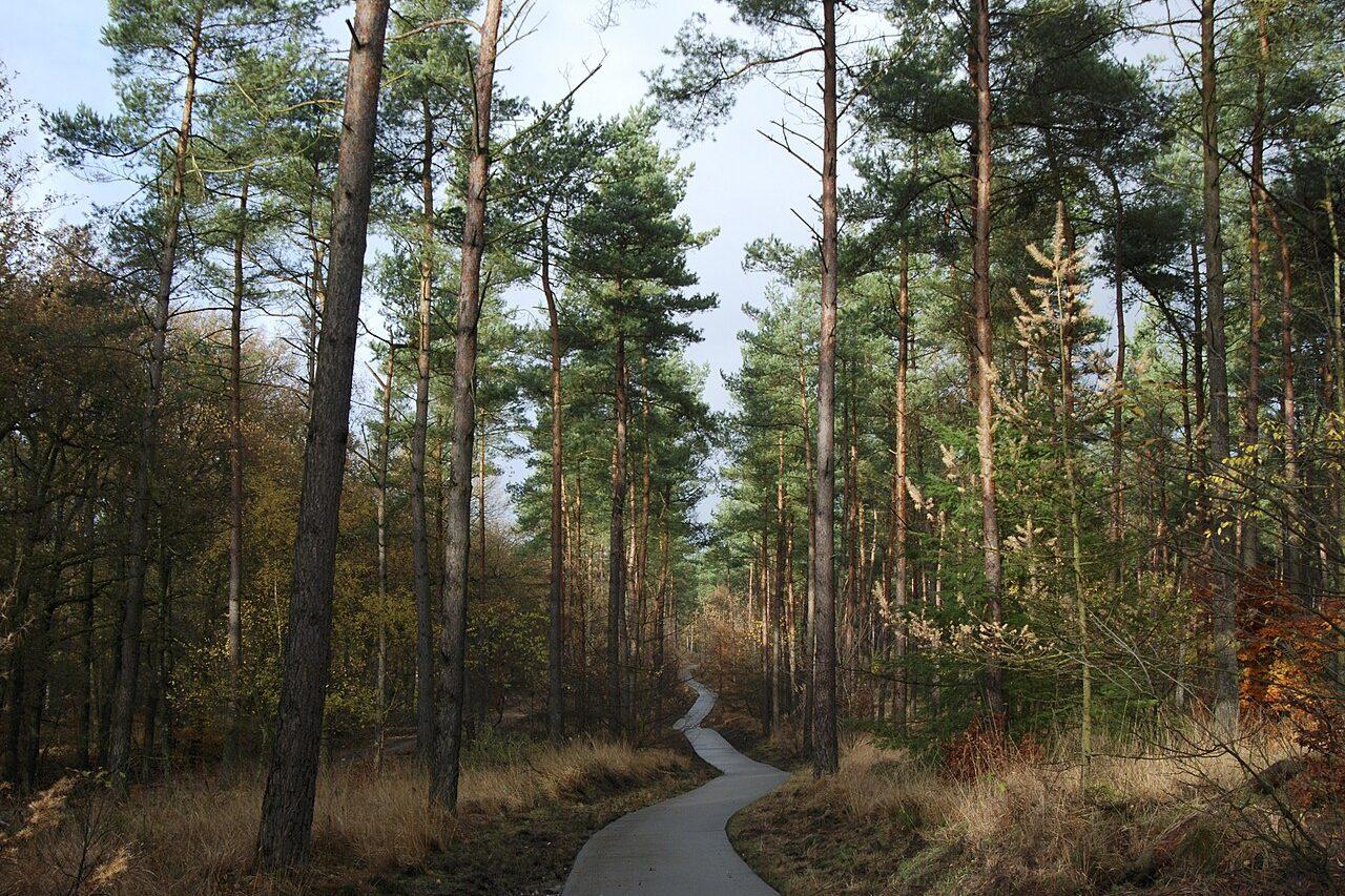 A winding path leading through an autumn forest
